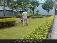 南寧第45屆體操世界錦標賽主賽場、訓練場病媒生物防制工作