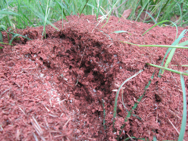 公園、社區(qū)、校園等公共場所進行有效紅火蟻防制